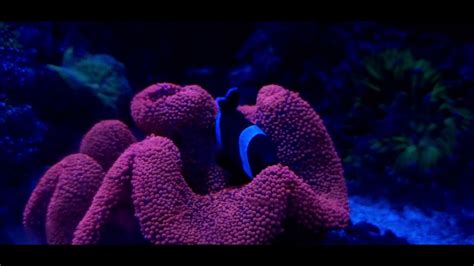 Red Carpet Anemone Hosting Clownfish Youtube