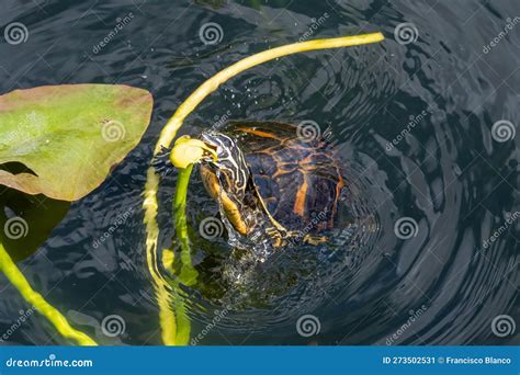 Florida Redbelly Turtle Pseudemys Nelsoni Eating Water Lily Stock