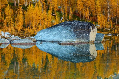 F188 Golden Larch Reflected In Perfection Lake Enchantments