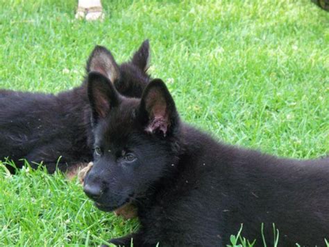 #281388 solid black male and femaleakc registeredshots given parents: GERMAN SHEPHERD PUPPY for Sale in Marengo, Ohio Classified | AmericanListed.com