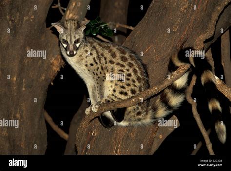 Common Genet Small Spotted Genet Or European Genet Genetta Genetta