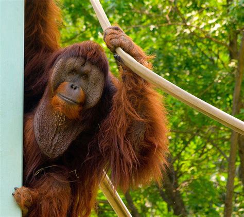 Why Some Orangutans Never Want To Grow Up Science Smithsonian