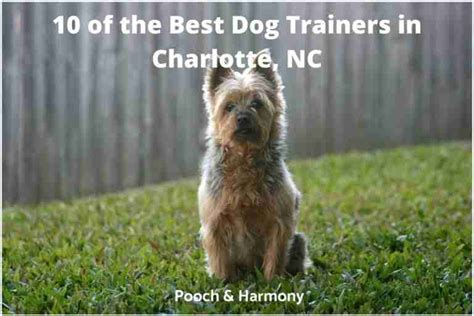 10 Of The Best Dog Trainers In Charlotte Nc Pooch And Harmony