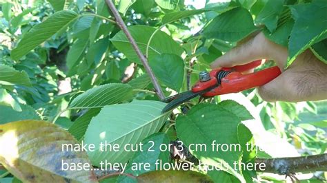 summer pruning for cherry trees in 4 simple steps prune tree pruning cherry tree
