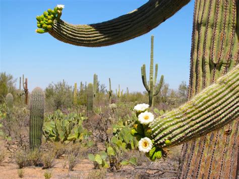 Why Do Saguaros Grow Like That 6 Things To Know About Our Giant Cactus