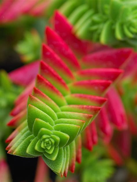 830 businesses available for sale in south africa today on bfs, the world's largest marketplace for buying and selling a business. Cool Product Alert: The Alluringly Beautiful Crassula ...