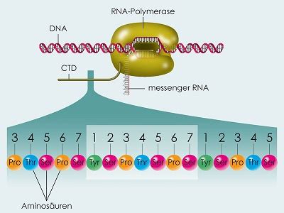 Rna polymerase is an enzyme that is responsible for copying a dna sequence into an rna sequence, duyring the process of transcription. Gene regulation explained: The transcription factor P-TEFb ...