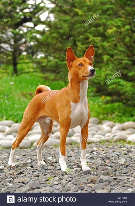 Basenji Dog Sitting High Resolution Stock Photography And Images Alamy