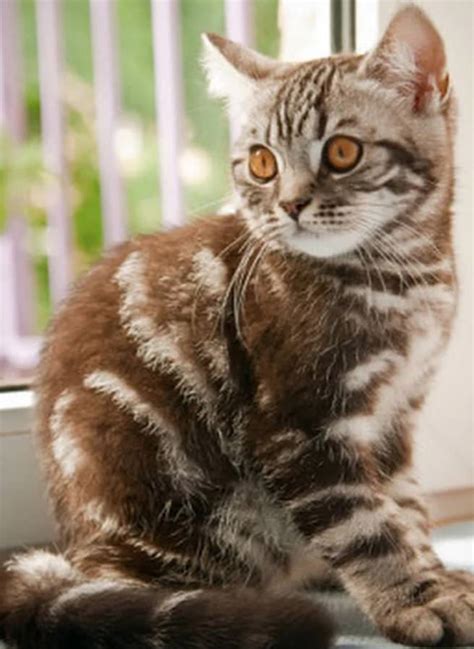 The most common occurring are black based coats. 200 Best Tabby Cat Names - The Paws
