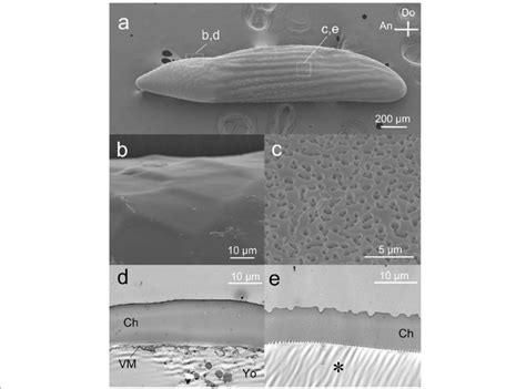 Fine Structure Of The Eggshell On The Oviposition Date A A Whole Sem Download Scientific