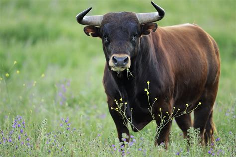 Image Result For Bull Face Bull Cow Dangerous Animals Power Animal