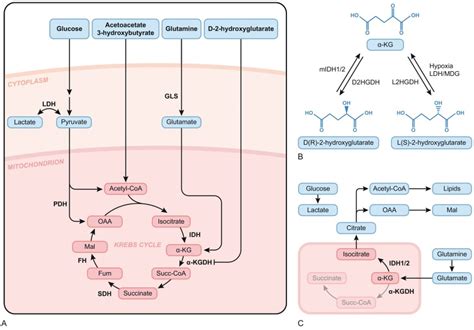 Cardio Onco Metabolism Metabolic Vulnerabilities In Cancer And The