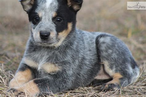 The blue heeler, or australian cattle dog, is a hardworking dog. Australian Cattle Dog/Blue Heeler for sale for $425, near Grand Rapids, Michigan. 8ab0334b-5951