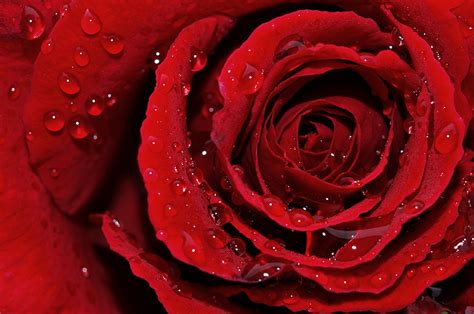 Rosa Bild Red Rose Image In Rain