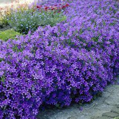 The window box bursts with color despite the heat. Blue Clips Campanula, Quickly Fills a Sunny Border Edge ...