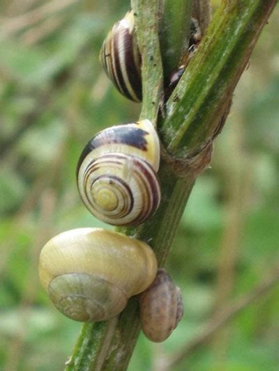 English garden snail in english. Snail Detectives Wanted! | The Ventilator