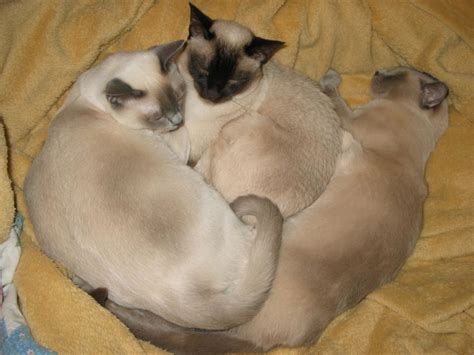 Tonkinese Information Health Pictures And Training Pet Paw
