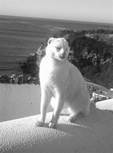 Cat From Albufeira Portugal Traveling Cats Travel Pictures Of Cats
