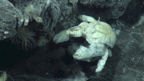 First Species Of Yeti Crab Found In Antarctica Named After Renowned