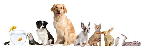 Group Of Pets Sitting White Background Mounds Pet Food Warehouse