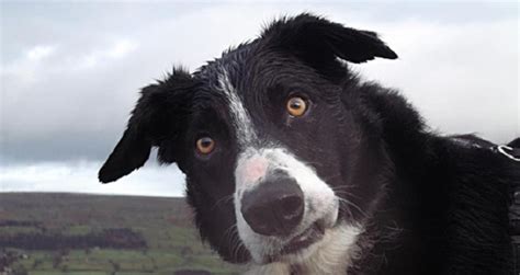 12 Border Collies Totally Defying The Laws Of Physics