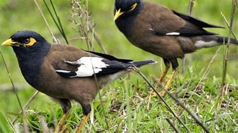 Burung murai jantan bisa dilihat perbedaannya dari burung murai betina dengan melihat bentuk kepalanya. Perbedaan Burung Jalak Nias Jantan Dan Betina - Terkait ...