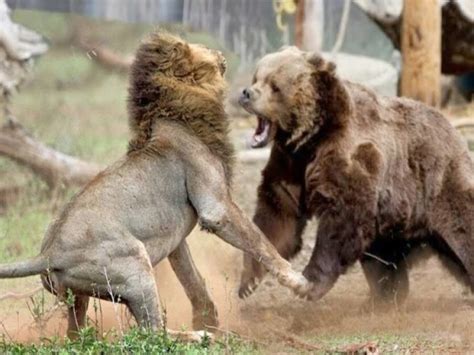 La bataille de l ours et du lion qui est plus fort que les bêtes
