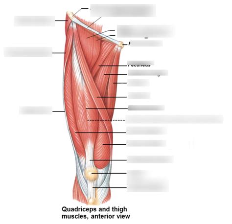 Leg Muscles Diagram Quads Muscles That Move The Leg Thus