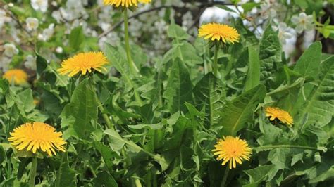 Dandelion Herb Profile Mind Body Medical