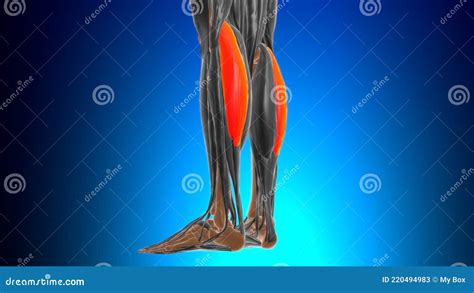 Lateral Head Of Gastrocnemius Muscle Anatomy For Medical Concept 3d