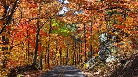 Road Between Red Yellow Green Autumn Trees Hd Autumn Wallpapers Hd