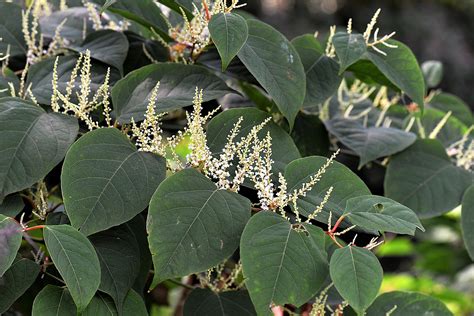 Japanese Knotweed Profile And Resources Invasive Species Centre