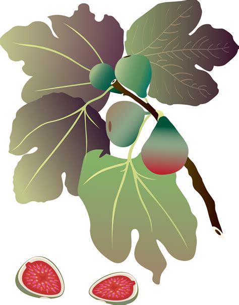 Fig Leaf Clipart