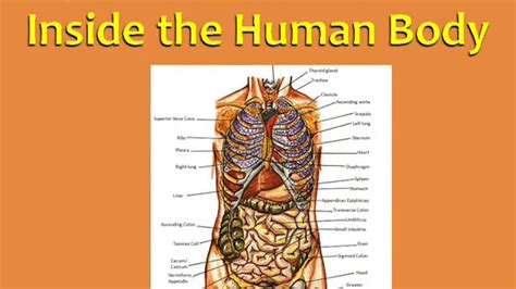 14 English Vocabulary With Pictures Inside The Human Body Youtube