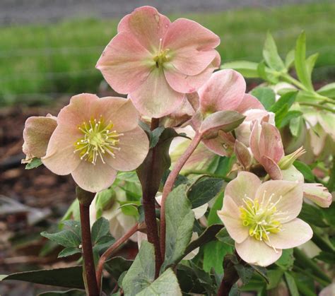 Bloomin News The Beauty Of The Hellebore