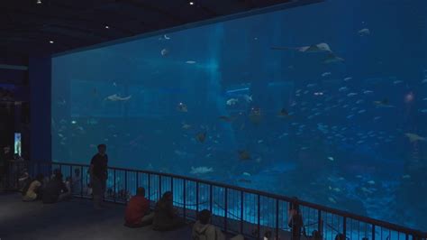 Sea Aquarium Resorts World Sentosa Singapore Marine Life Fish Sea