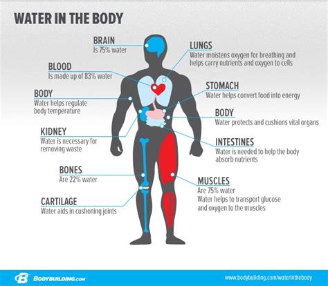 Everything You Need To Know About Hydration
