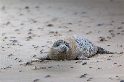 Grey Seal Robbe Halichoerus Grypus Free Image Download
