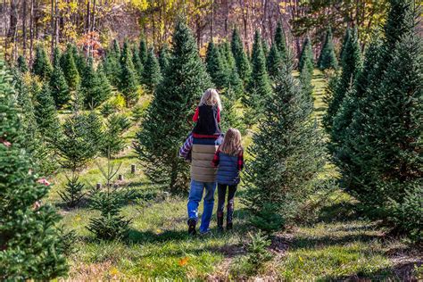 Christmas trees: The sustainability of real vs. artificial | AGDAILY
