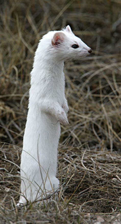 White Long Tailed Weasel