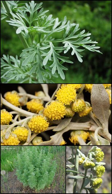 Wormwood Artemisia Absinthium Asteraceae Aster