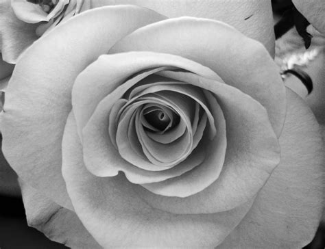 Black And White Rose Wallpapers Wallpaper Cave