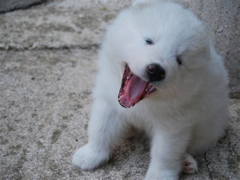 Samoyed Dog Dogs Canine Baby Puppy Wallpapers Hd Desktop And