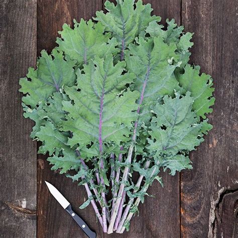 Kale Red Russian Organic Harvest