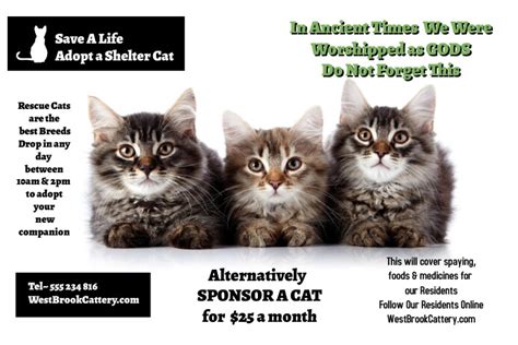 Save A Life Adopt A Shelter Cat Template Postermywall