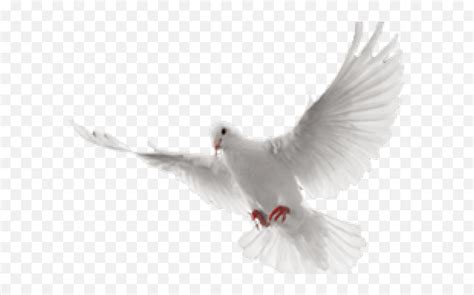 White Dove Flying Animation
