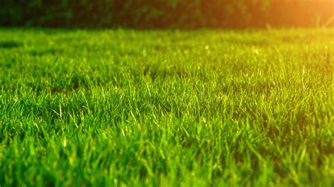 Summer Survival Guide For Your Lawn In Michigan Big Lakes Lawncare