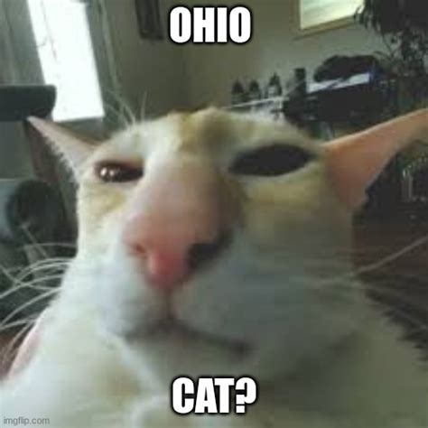 Ohio Cat Imgflip