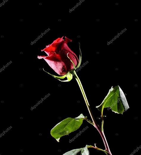 Red Rose Stock Photo By ©v Strelok 37112473