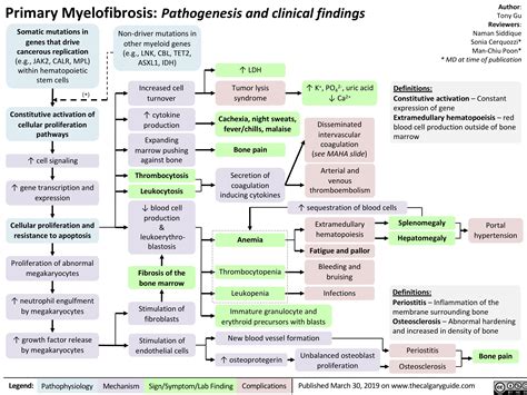 Primary Myelofibrosis Pathogenesis And Clinical Findings Calgary Guide